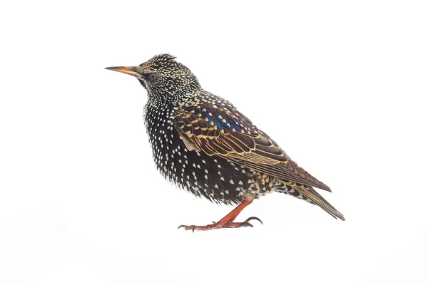 Seregélyfélék (sturnus vulgaris) — Stock Fotó