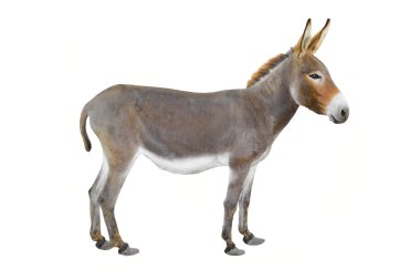 Eşek 