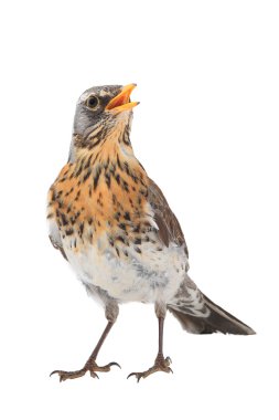 Ardıç (Turdus pilaris)