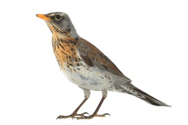  Ardıç (Turdus pilaris)