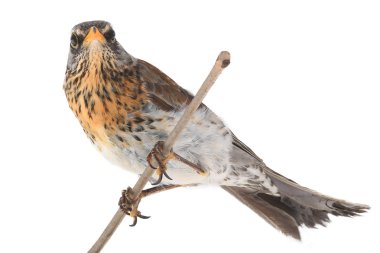 Ardıç (Turdus pilaris)