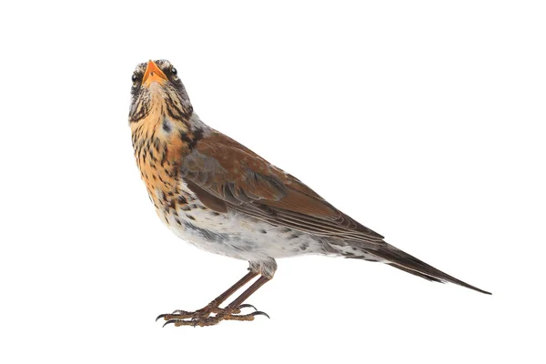 Lijster (Turdus pilaris) — Stockfoto