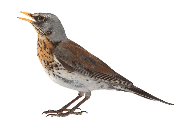 Thrush  (Turdus pilaris) — Stock Photo, Image