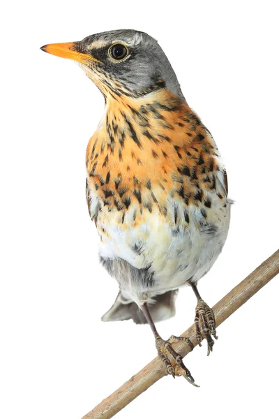 Thrush  (Turdus pilaris) — Stock Photo, Image