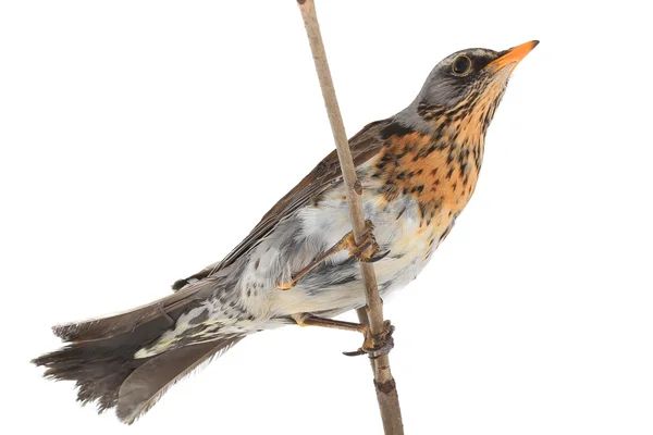 Rigó (Turdus pilaris) — Stock Fotó