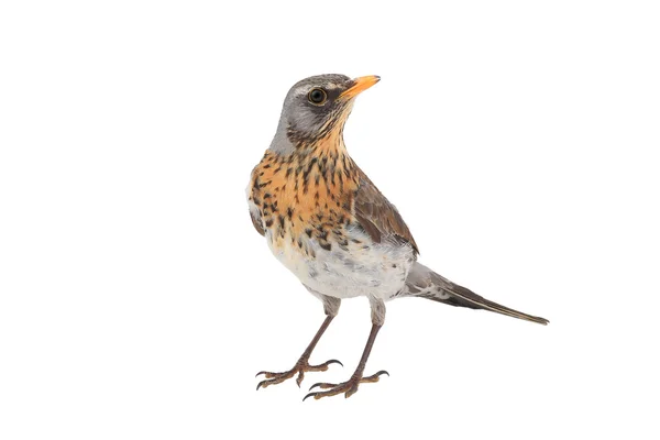 Tordo (Turdus pilaris ) — Foto Stock