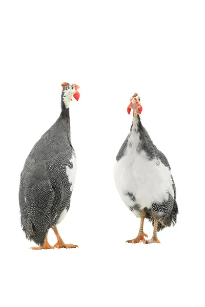 Guinea fowls (Numida meleagris) — Stock Photo, Image