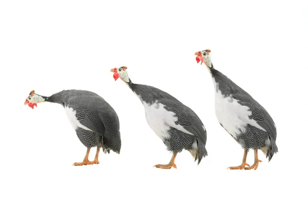 Guinea fowls (Numida meleagris) — Stock Photo, Image