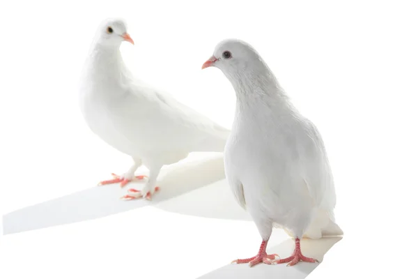 Two white pigeon — Stock Photo, Image