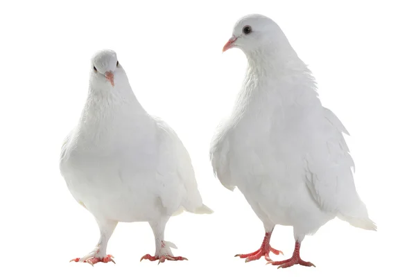 2 개의 흰색 비둘기 — 스톡 사진