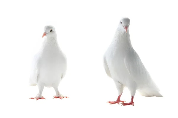 Deux pigeons blancs — Photo