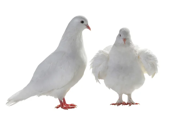 Two white pigeon — Stock Photo, Image