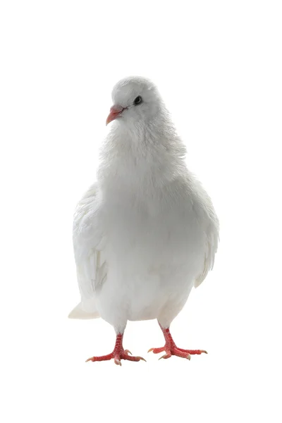 Pombo branco em um branco — Fotografia de Stock