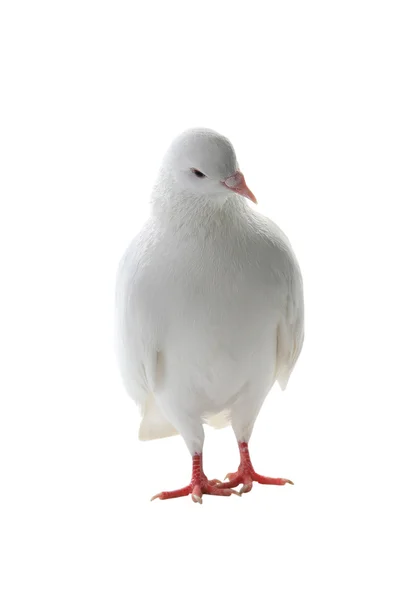 Pombo branco em um branco — Fotografia de Stock