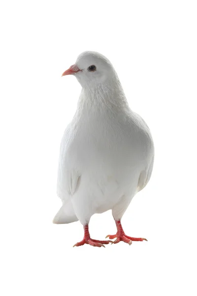 Pombo branco em um branco — Fotografia de Stock