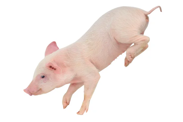 Pig going on fore paws — Stock Photo, Image