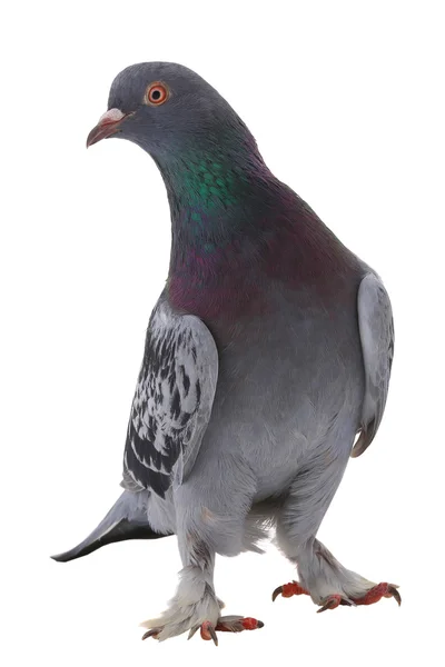 Gri beyaz bir güvercini — Stok fotoğraf