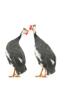 Guinea fowls (Numida meleagris)  clipart