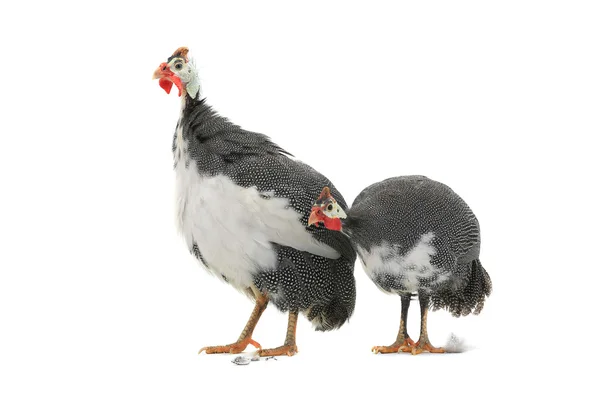 珍珠鸡 (美国东北大学) — 图库照片