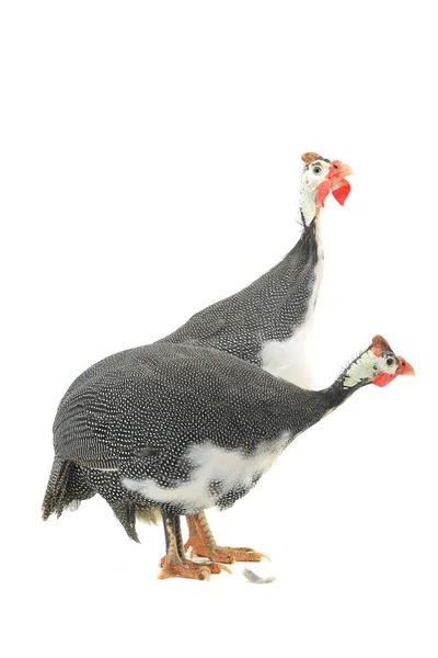 Pájaros de Guinea (Numida meleagris ) —  Fotos de Stock