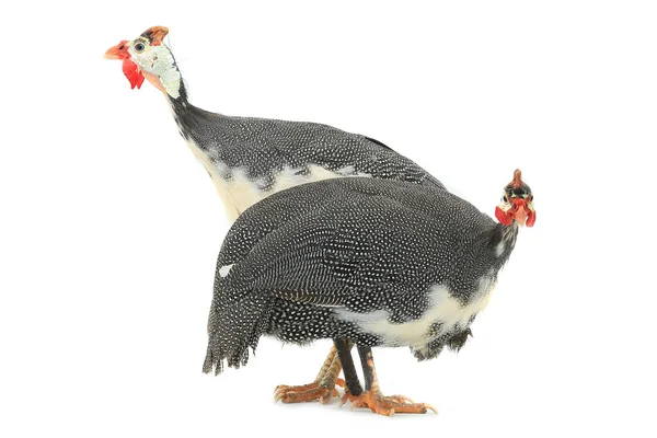 Pájaros de Guinea (Numida meleagris ) — Foto de Stock