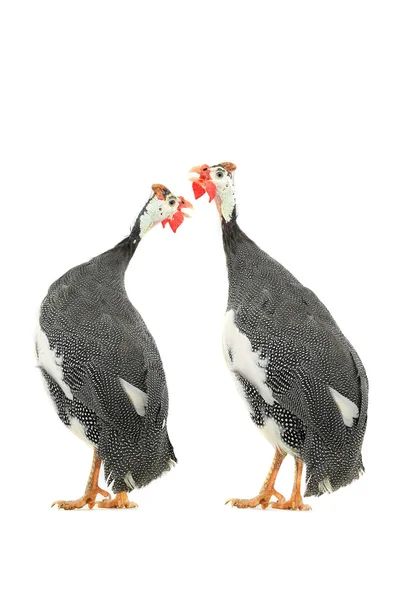 Perlhühner (numida meleagris)) — Stockfoto