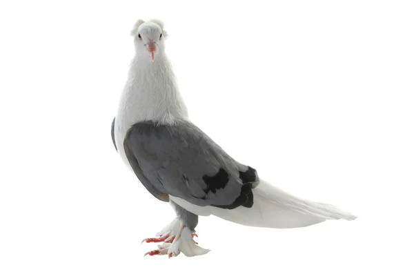 White pigeon on a white — Stock Photo, Image