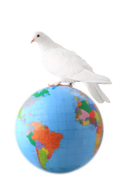 Pigeon a world symbol — Stock Photo, Image