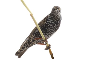 Starling (Sturnus vulgaris)