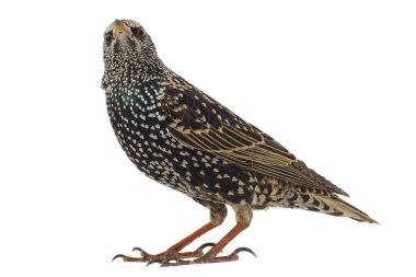 Starling (Sturnus vulgaris)