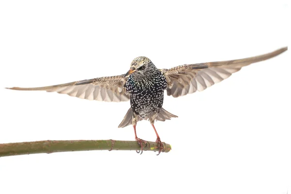 Starling (Sturnus vulgaris) — Stock Photo, Image