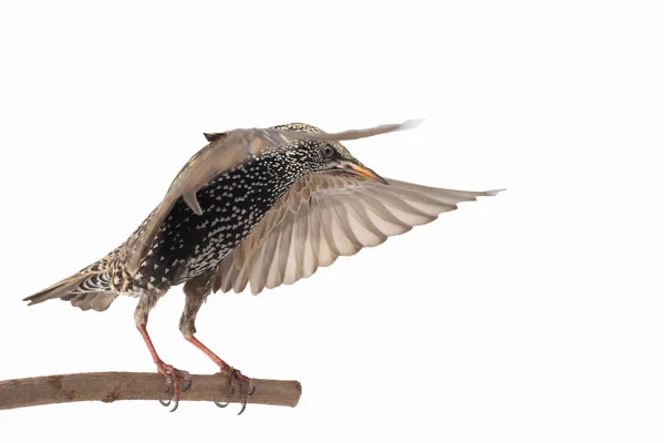 Storno (sturnus vulgaris) — Foto Stock