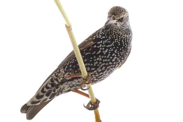 Starling (Sturnus vulgaris) — Stock Photo, Image