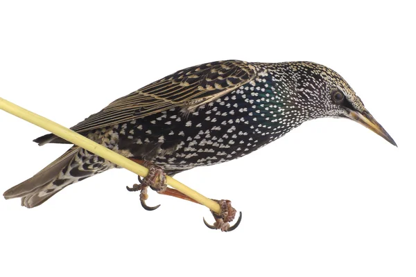 Seregélyfélék (sturnus vulgaris) — Stock Fotó