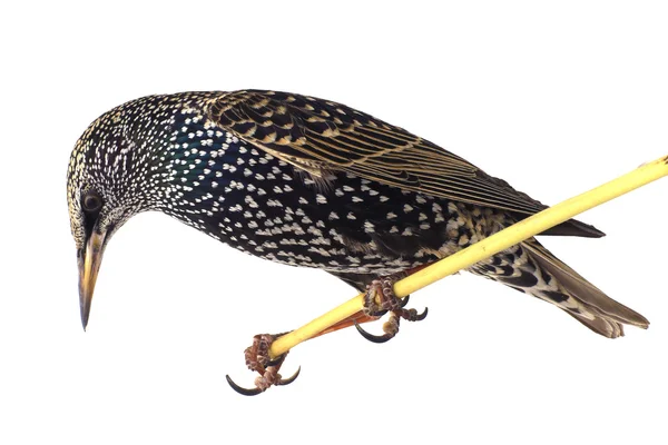 Estorninho (Sturnus vulgaris ) — Fotografia de Stock