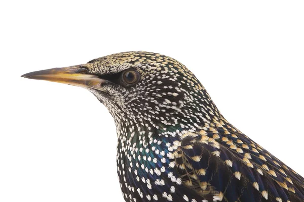 Seregélyfélék (sturnus vulgaris) — Stock Fotó