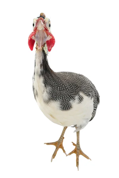 뿔 닭은 흰색 절연 — 스톡 사진