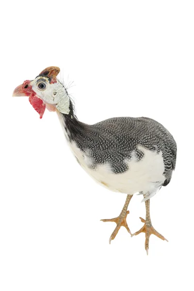 Guinea fowl  isolated on a white — Stock Photo, Image