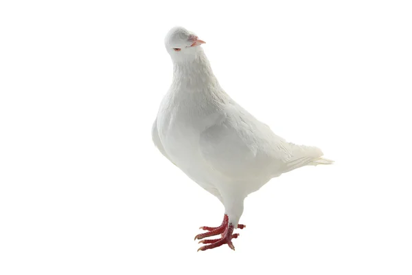 Un porumbel alb — Fotografie, imagine de stoc
