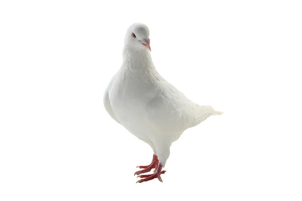 Un pigeon blanc — Photo