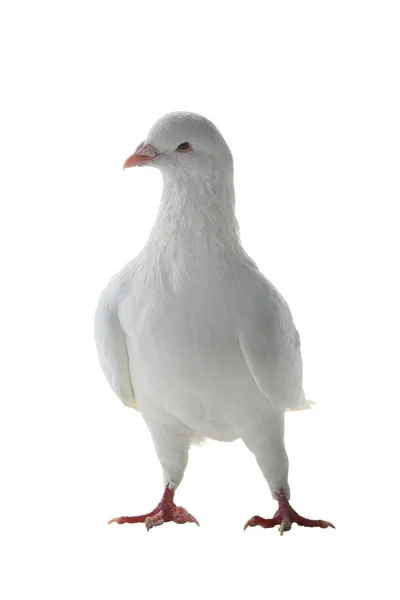 Un pigeon blanc — Photo