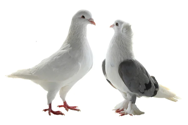 Two white pigeon — Stock Photo, Image