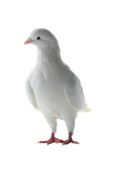 Un pigeon blanc — Photo