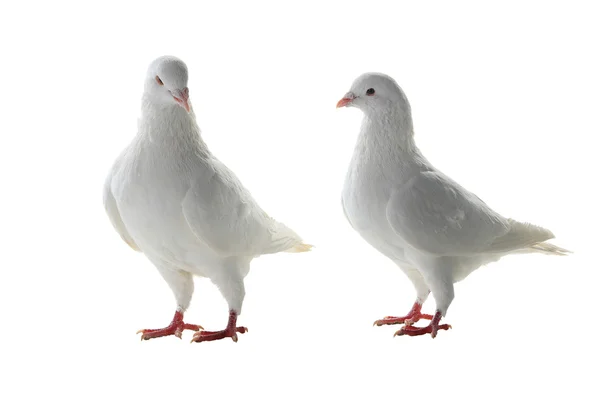 Two white pigeon — Stock Photo, Image