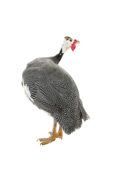 Guinea fowl  isolated on white — Stock Photo, Image