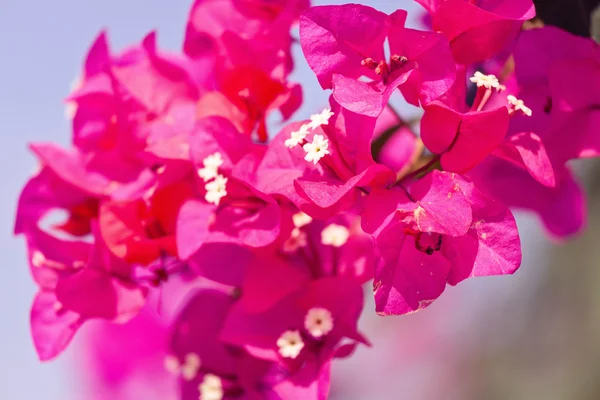 Bougainvillea Blüten aus nächster Nähe — Stockfoto