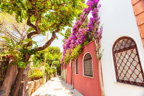 Colorida calle Capri en flor — Foto de Stock