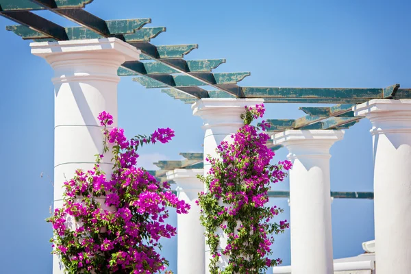 Pijlers met bougainvillea op Capri eiland — Stockfoto