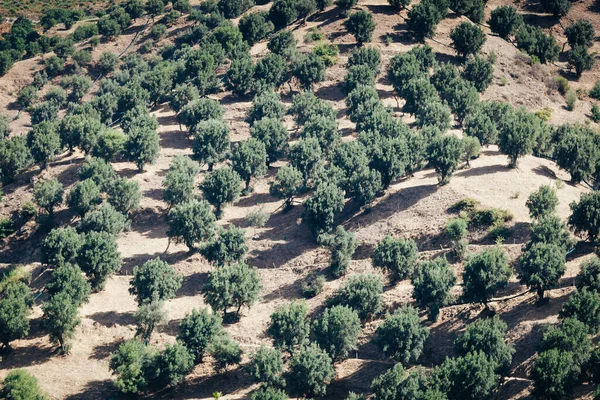 Güney Talya Calabria Aspromonte Nin Kuru Bir Tepesinde Zeytin Bahçesi — Stok fotoğraf