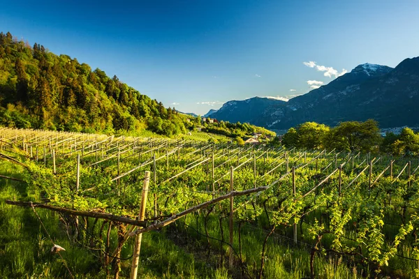 Vigneto Primaverile Als Trentino Alto Adige — Foto Stock